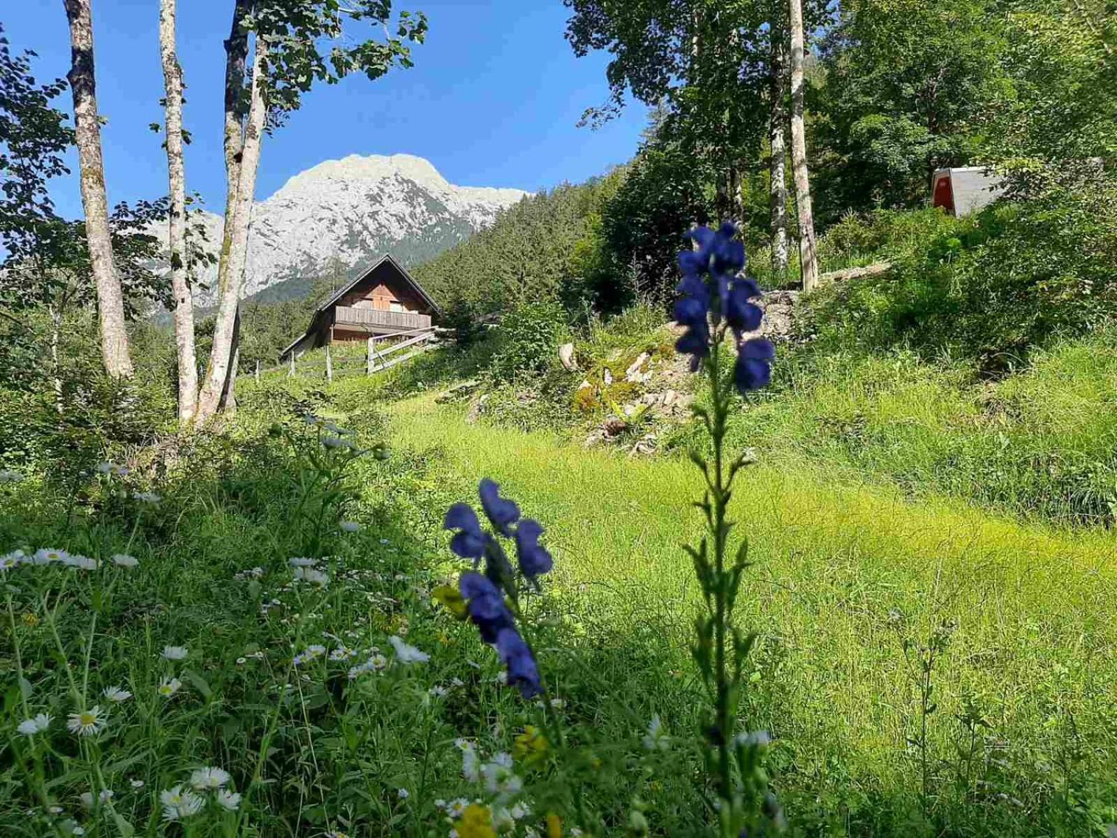 Camping & Glamping Grintovec Preddvor Exterior photo